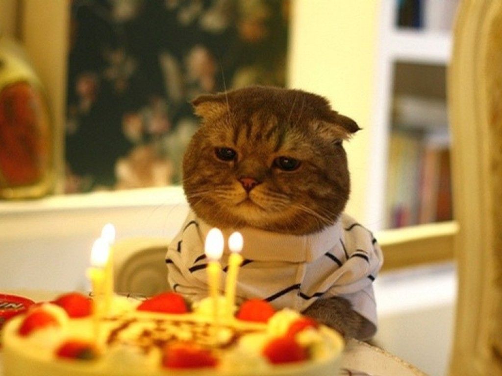 birthday-cat.jpg